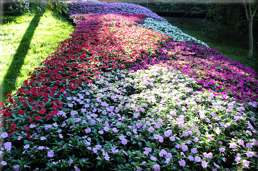 foto Giardini Trauttmansdorff - Boschi del Mondo